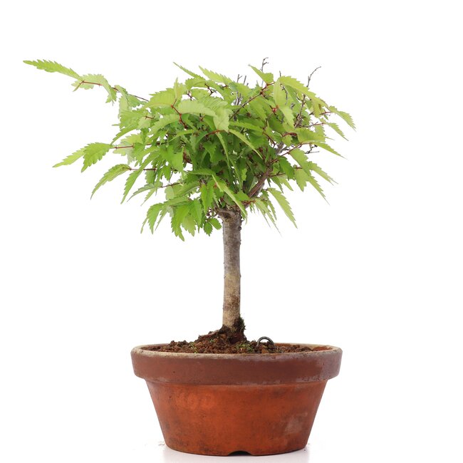 Zelkova serrata, 22,5 cm, ± 20 años