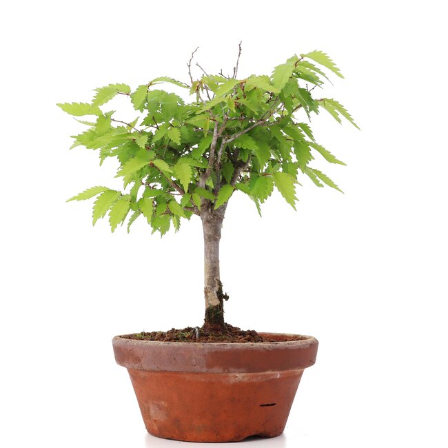 Zelkova serrata, 22,5 cm, ± 20 Jahre alt