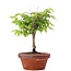 Zelkova serrata, 22,5 cm, ± 20 years old