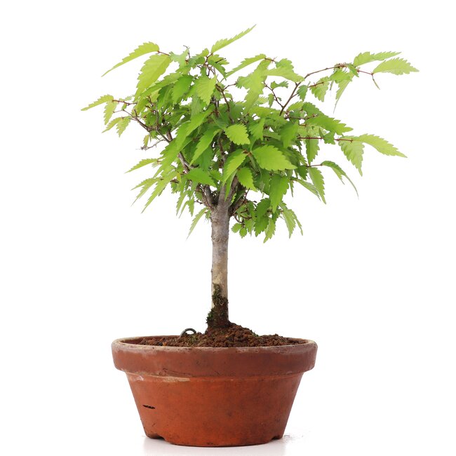 Zelkova serrata, 22,5 cm, ± 20 ans
