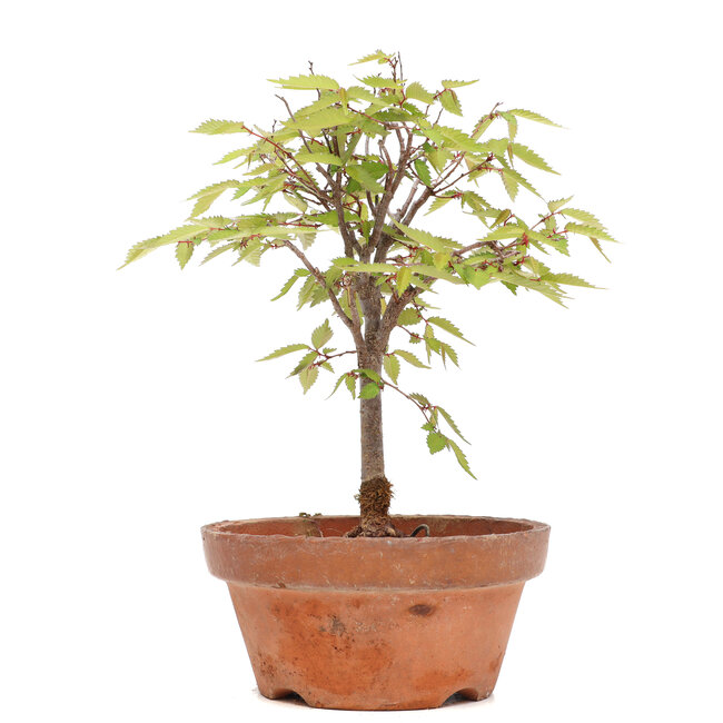 Zelkova serrata, 23 cm, ± 20 años