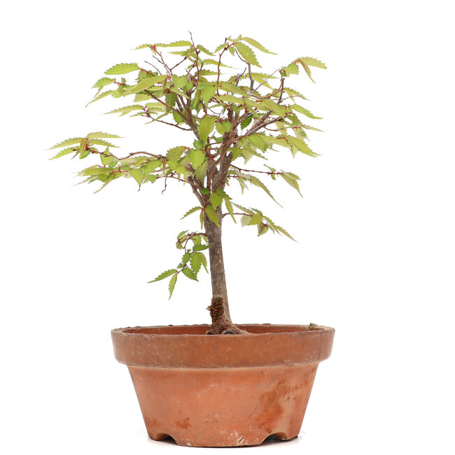 Zelkova serrata, 23 cm, ± 20 jaar oud