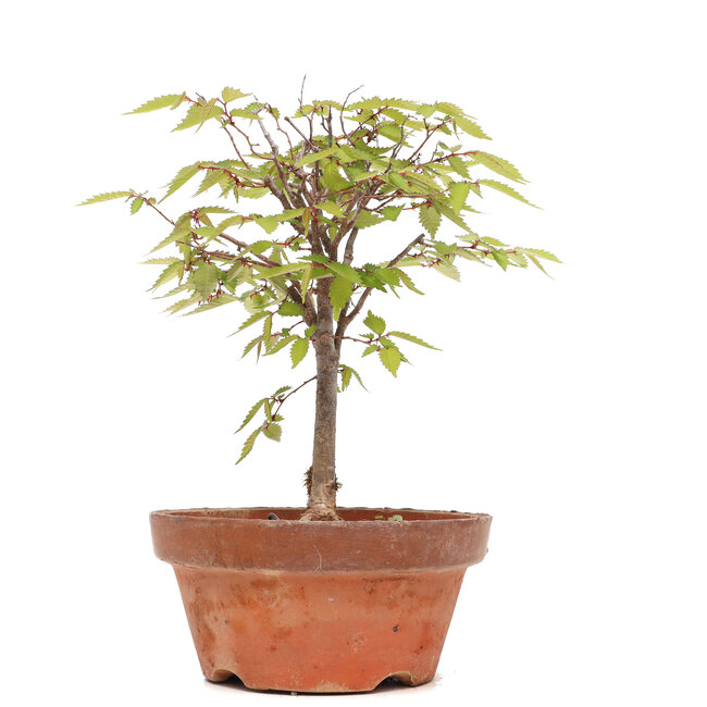 Zelkova serrata, 23 cm, ± 20 Jahre alt