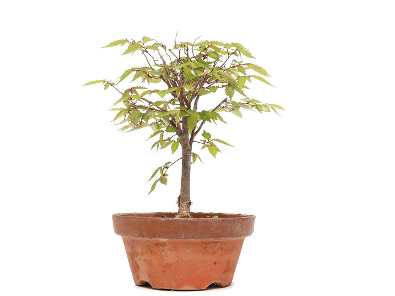 Zelkova serrata, 23 cm, ± 20 jaar oud
