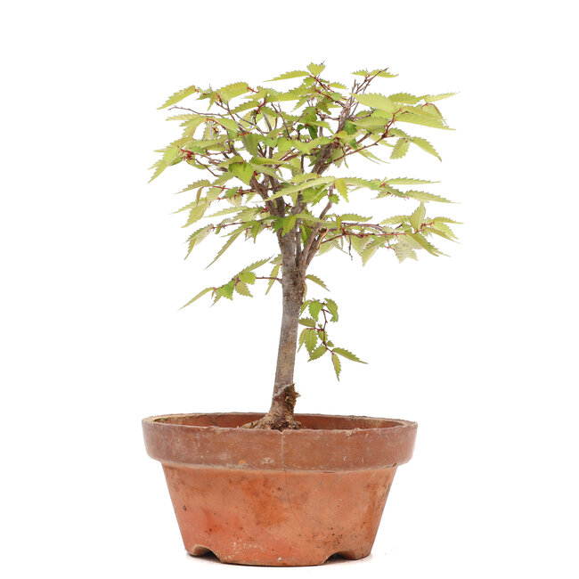 Zelkova serrata, 23 cm, ± 20 Jahre alt