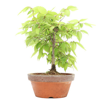 Zelkova serrata, 20,9 cm, ± 20 Jahre alt