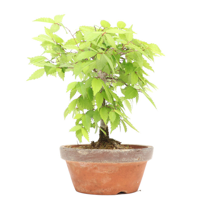 Zelkova serrata, 20,9 cm, ± 20 years old