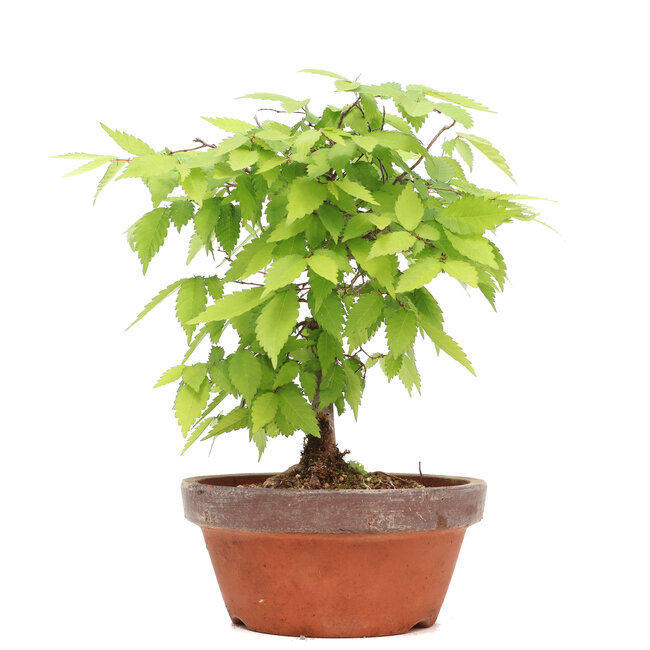 Zelkova serrata, 20,9 cm, ± 20 años