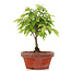 Zelkova serrata, 22 cm, ± 20 years old