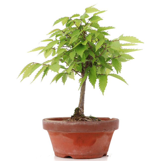 Zelkova serrata, 22 cm, ± 20 jaar oud