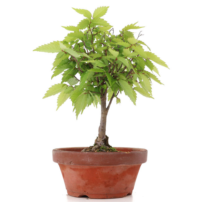 Zelkova serrata, 22 cm, ± 20 Jahre alt