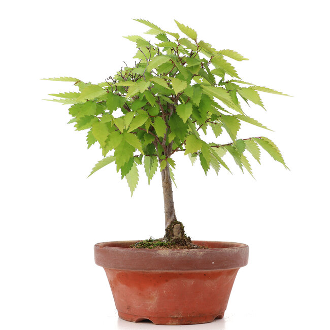 Zelkova serrata, 22 cm, ± 20 Jahre alt