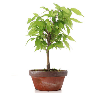 Zelkova serrata, 27 cm, ± 20 jaar oud