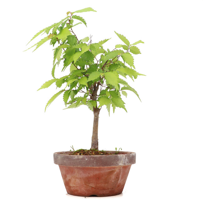 Zelkova serrata, 27 cm, ± 20 years old