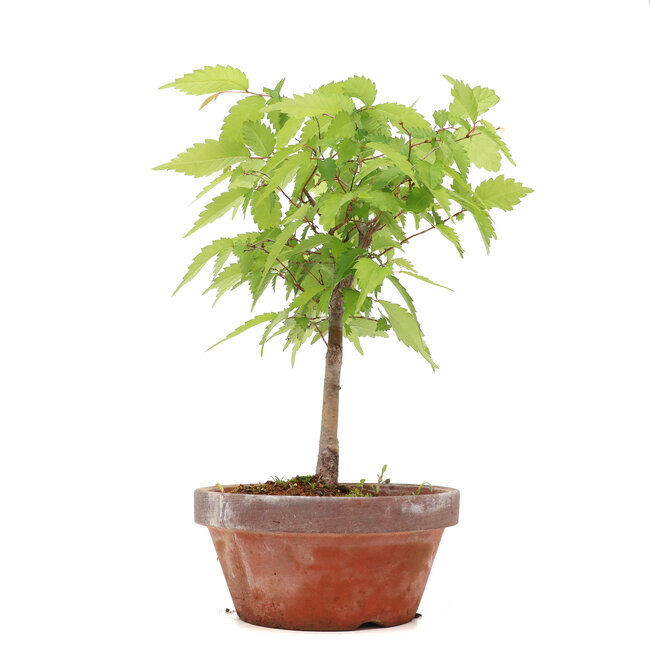 Zelkova serrata, 27 cm, ± 20 años