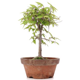 Zelkova serrata, 21,5 cm, ± 20 años