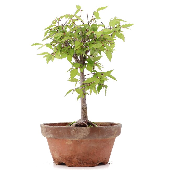 Zelkova serrata, 21,5 cm, ± 20 Jahre alt