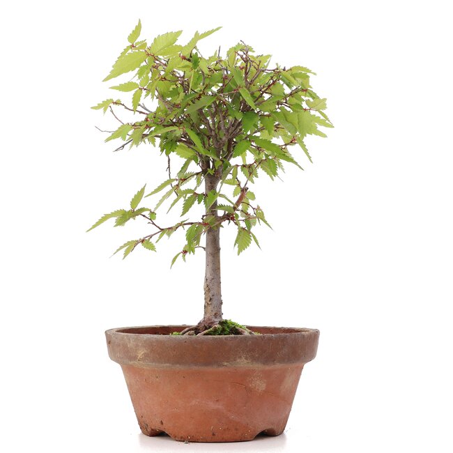 Zelkova serrata, 21,5 cm, ± 20 Jahre alt