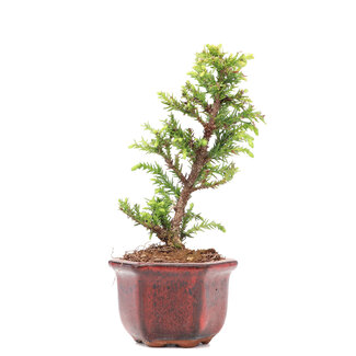 Cryptomeria japonica, 15,3 cm, ± 8 anni