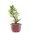 Cryptomeria japonica, 15,3 cm, ± 8 Jahre alt