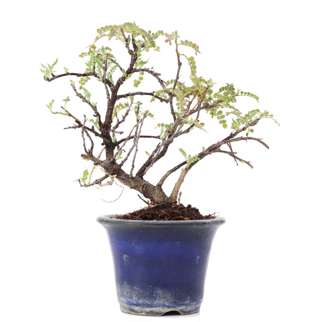 Osteomeles, 14 cm, ± 8 años, con flores blancas y bayas de azul a negro