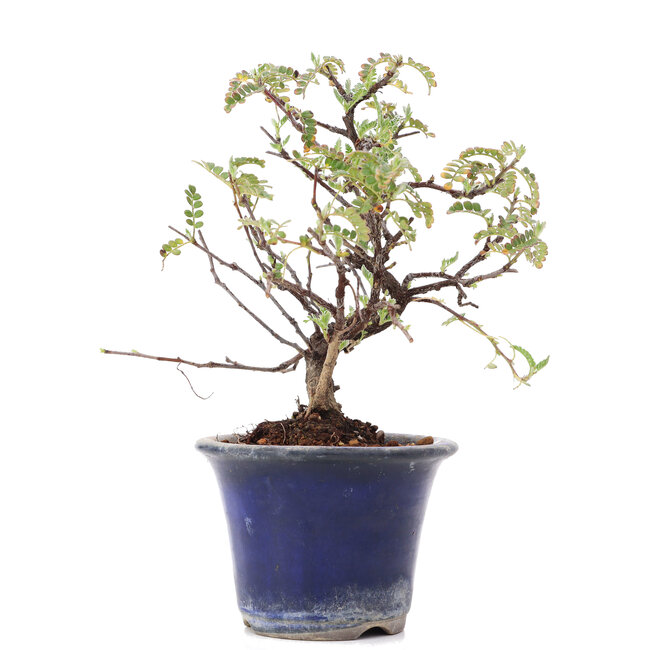 Osteomeles, 14 cm, ± 8 años, con flores blancas y bayas de azul a negro