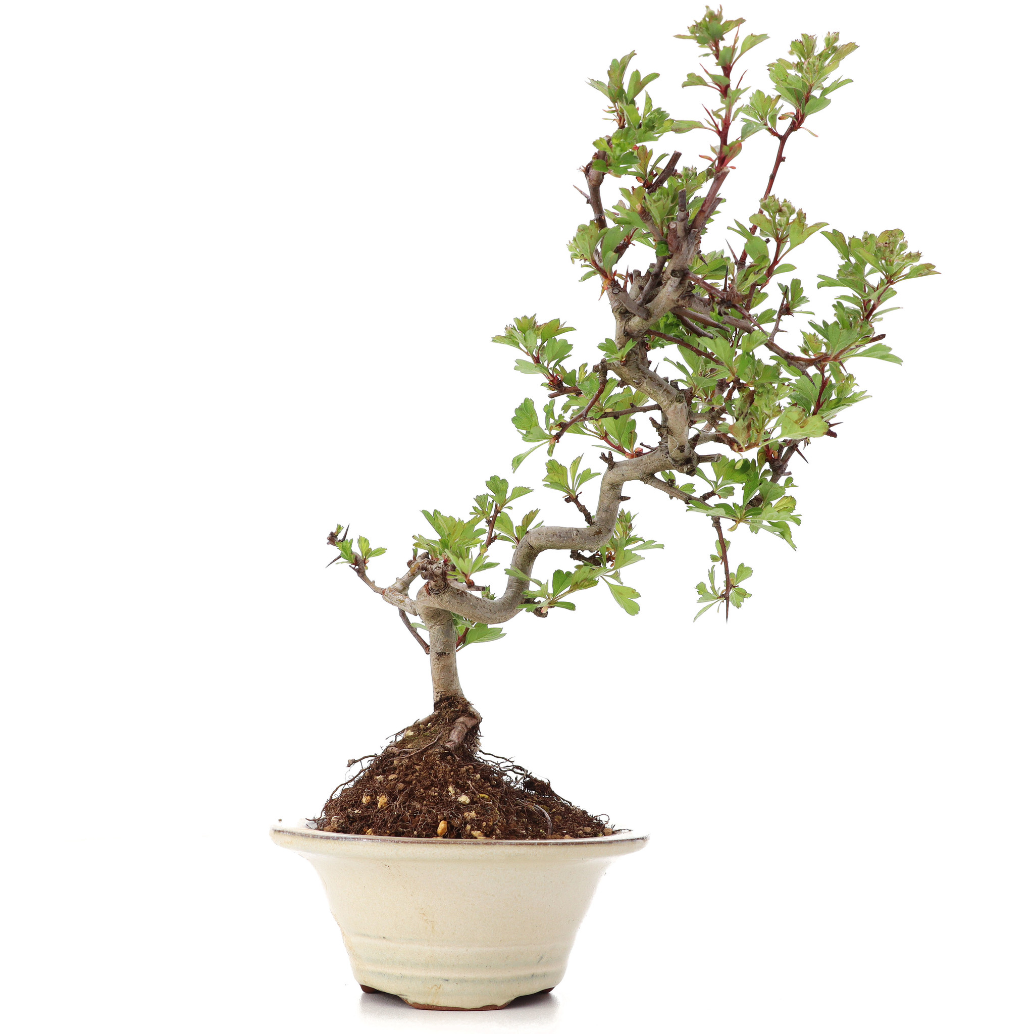 Crataegus cuneata, 27 cm,  8 years old, with white flowers and red fruits  - Bonsai Plaza