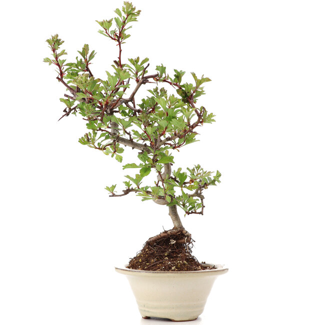 Crataegus cuneata, 27 cm, ± 8 jaar oud, met witte bloemen en rode vruchten