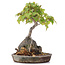 Acer buergerianum, 19,5 cm, ± 15 anni, in vaso fatto a mano