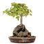Acer buergerianum, 19,5 cm, ± 15 years old, in a handmade pot