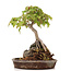 Acer buergerianum, 19,5 cm, ± 15 anni, in vaso fatto a mano