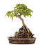 Acer buergerianum, 19,5 cm, ± 15 ans, dans un pot fait main