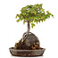 Acer buergerianum, 19,5 cm, ± 15 years old, in a handmade pot