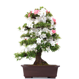 Rhododendron indicum Koka, 94 cm, ± 30 Jahre alt