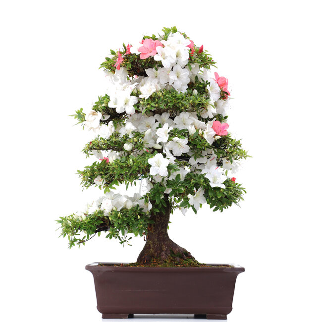 Rhododendron indicum Koka, 94 cm, ± 30 ans, avec un nebari de 19 cm