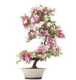 Rhododendron indicum Asuka, 86 cm, ± 15 jaar oud