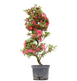 Rhododendron indicum, 74 cm, ± 5 Jahre alt, mit rosa Blüten