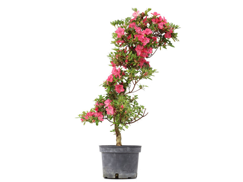 Rhododendron indicum, 74 cm, ± 5 Jahre alt, mit rosa Blüten