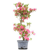 Rhododendron indicum, 73 cm, ± 5 Jahre alt, mit rosa Blüten