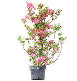 Rhododendron indicum, 80 cm, ± 5 jaar oud, met roze bloemen