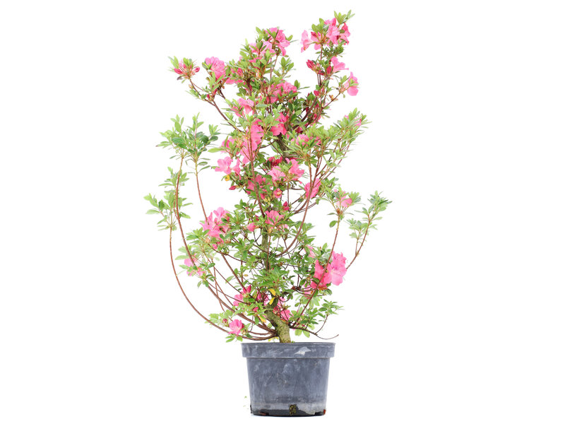 Rhododendron indicum, 80 cm, ± 5 Jahre alt, mit rosa Blüten
