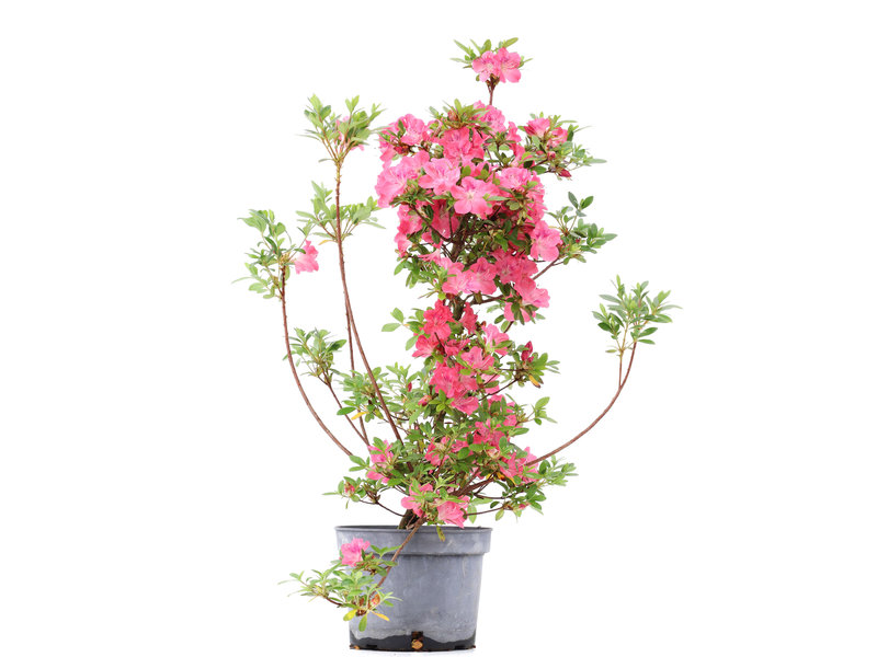 Rhododendron indicum, 69 cm, ± 5 Jahre alt, mit rosa Blüten