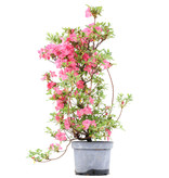 Rhododendron indicum, 69 cm, ± 5 Jahre alt, mit rosa Blüten