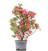 Rhododendron indicum, 64,5 cm, ± 5 jaar oud, met roze bloemen