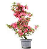 Rhododendron indicum, 70 cm, ± 5 jaar oud, met roze bloemen