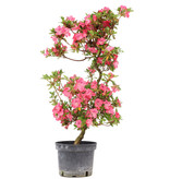 Rhododendron indicum, 76 cm, ± 5 jaar oud, met roze bloemen