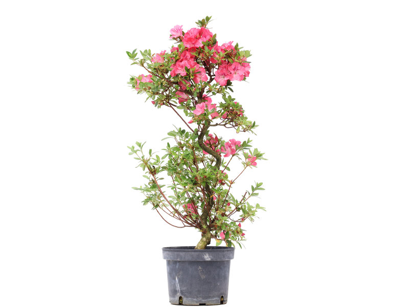 Rhododendron indicum, 71,5 cm, ± 5 Jahre alt, mit rosa Blüten