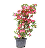 Rhododendron indicum, 66 cm, ± 5 jaar oud, met roze bloemen