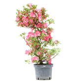 Rhododendron indicum, 66 cm, ± 5 jaar oud, met roze bloemen