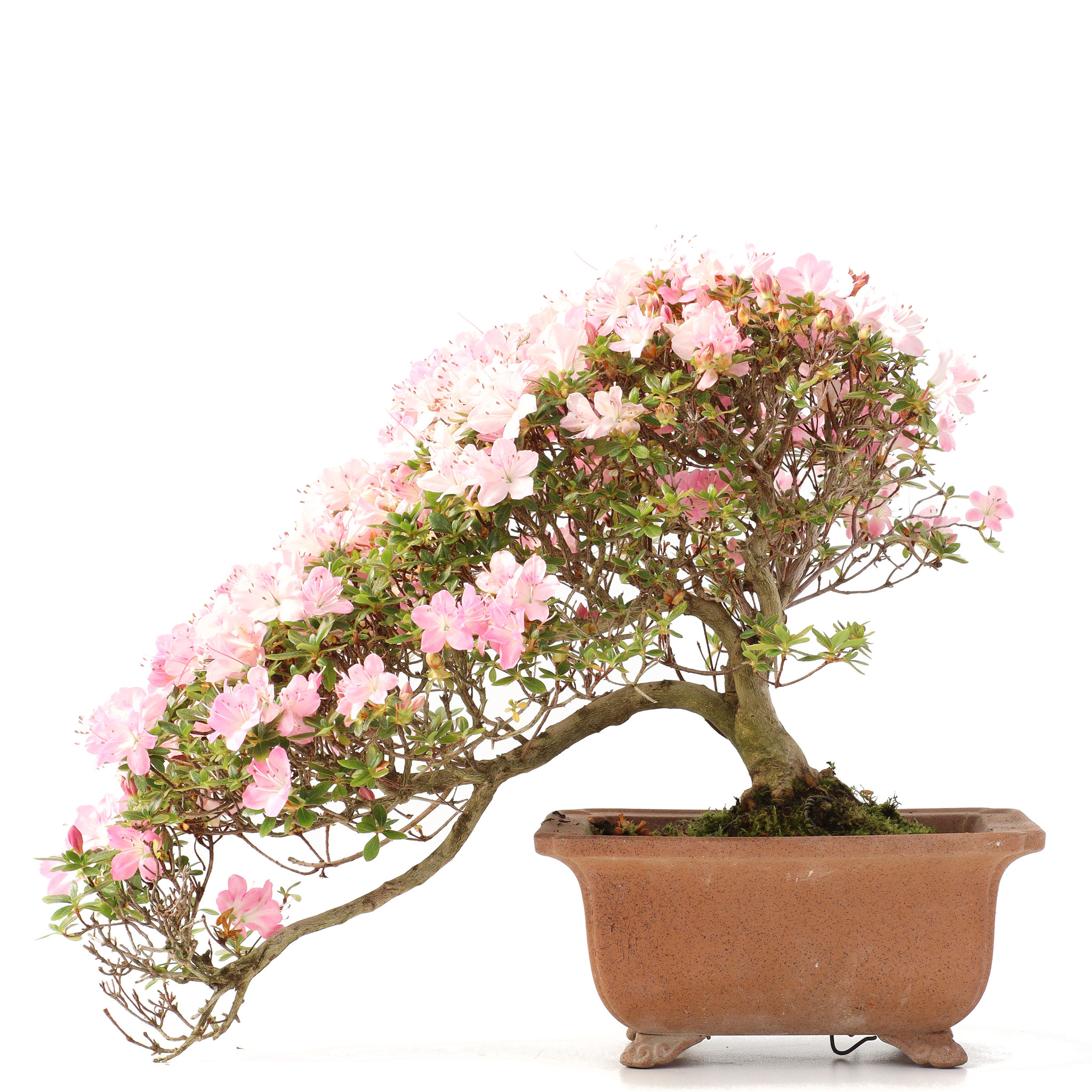 Rhododendron indicum, 22,5 cm, ± 15 años, con flores rosas - Bonsai Plaza